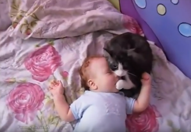あやす猫_【動画あり】ギャン泣きする赤ちゃんに寄り添う猫。まるで「大丈夫だよ～」と言っているよう